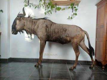 Gnoe Taxidermie volledige montage - Connochaetes taurinus -, Verzamelen, Nieuw