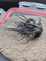 Trilobiet - Gefossiliseerd dier - Dicranurus Trilobite - 12, Verzamelen