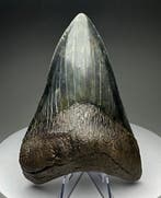 Megalodon - Fossiele tand - 14 cm - 9.5 cm