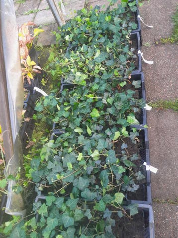 Hedera hibernica Klimop p9 9cm pot €1, Ophalen of Verzenden, Bloeit niet, Vaste plant, Klimplanten
