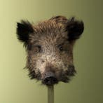 Wild Zwijn Klein Taxidermie Opgezette Dieren By Max, Ophalen of Verzenden, Nieuw, Wild dier, Opgezet dier