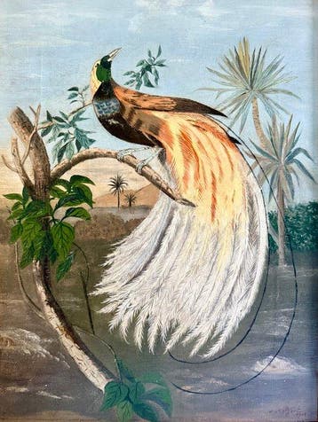 V. Aelgoet (XX) - Vogel van het paradijs, Antiek en Kunst
