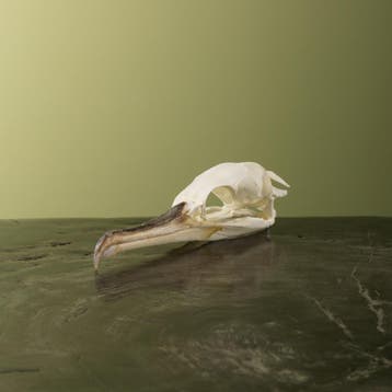 Aalscholver Schedel Taxidermie Opgezette Dieren By Max, Ophalen of Verzenden, Nieuw, Vogel, Opgezet dier