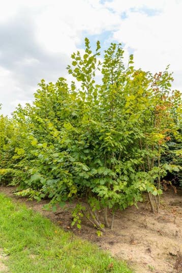 Tilia platyphyllos meerstammig