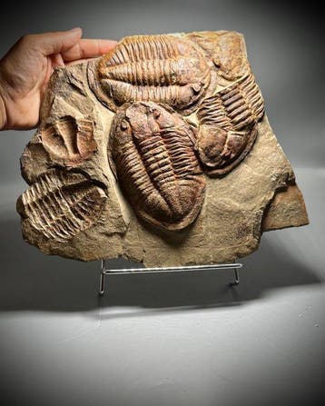 Spectaculair museumkwaliteit Asaphide trilobiet sterfteplaat