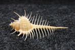 Branched Murex Schelpdier - Chicocereus ramosus (Zonder, Nieuw