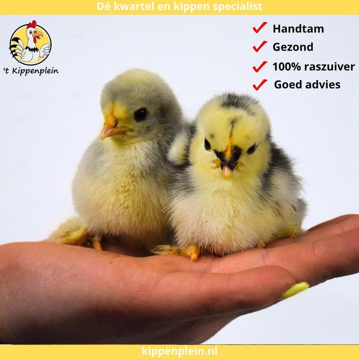 Jonge Cochin Kriel kuikens - Gesekste kuikens - Hennen, Dieren en Toebehoren, Pluimvee, Kip, Vrouwelijk