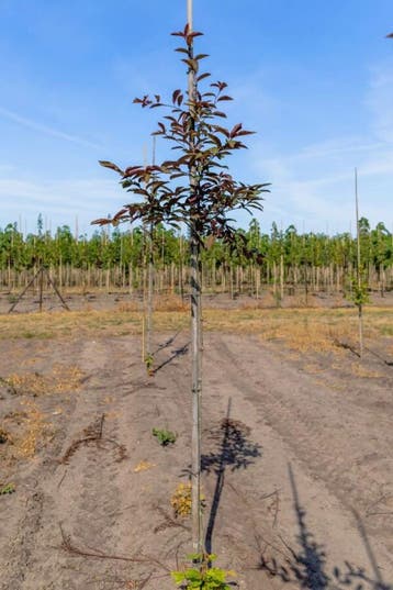 Prunus virginiana Shubert hoogstam 18/20