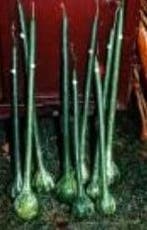 XXL Dipper Lagenaria fleskalebas, Ophalen of Verzenden, Nieuw