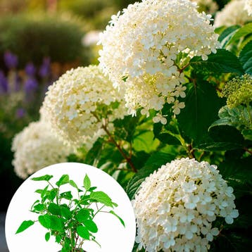 Hydrangea arborescens Strong Annabelle container (P19) Wit, Verzenden, Hortensia, Struik