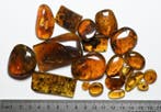 Birmese barnsteen - Fossiele cabochon - - Lot of 20 pieces,