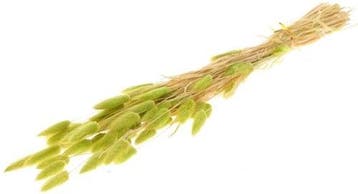 Lagurus ovatus pluimgras graspluimen in hoes limegroen, Ophalen of Verzenden, Nieuw