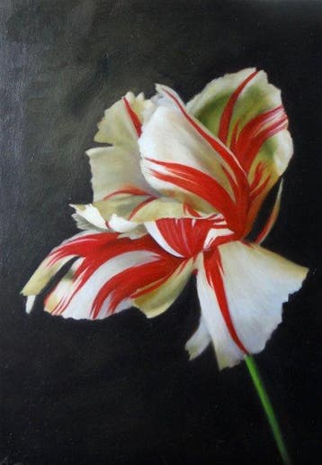 Anwen de Ridder (2000) - Tulip