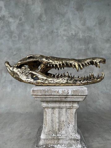 sculptuur, Large Saltwater Crocodile Skull fashioned in