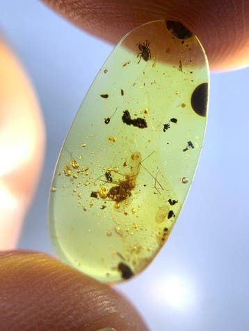 Spinnen en vliegende insecten met een grote buik - Barnsteen