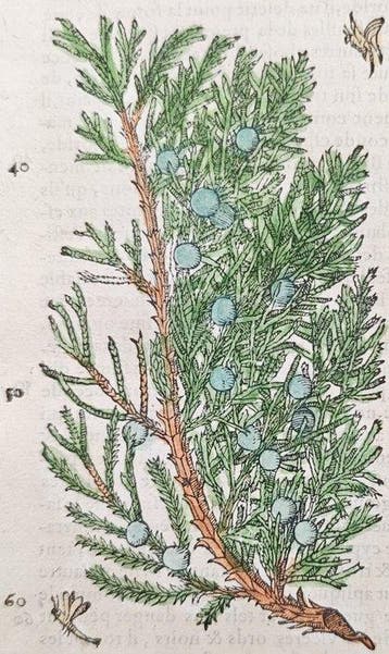 Pietro Andrea Mattioli (1501–1577) - Botanical Study of
