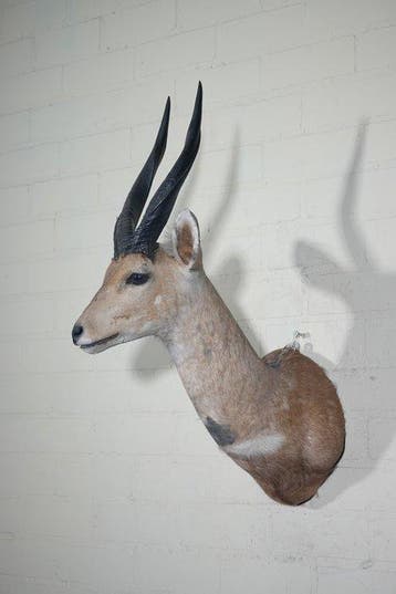 Bushbuck Taxidermie wandmontage - Tragelaphus sylvaticus -, Nieuw