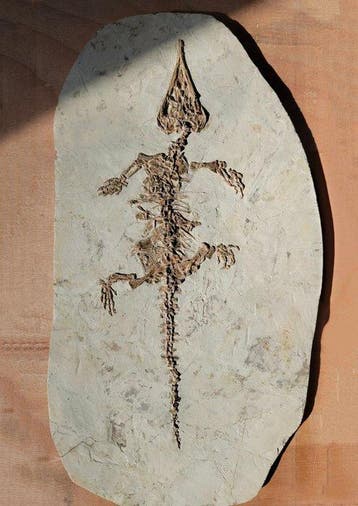 Niveau van de museumcollectie - Gefossiliseerd dier -