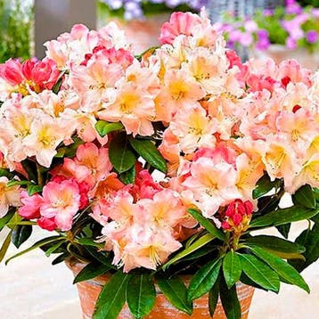 Rhododendron yakushimanum Percy Wiseman container (P29), Verzenden, Overige soorten, Halfschaduw
