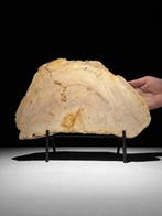 Prachtige plak versteend hout op een op maat gemaakte