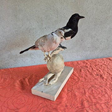 Gaai - houtduif - Taxidermie wandmontage - Pica pica -