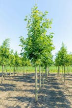 Quercus rubra hoogstam 14/16, Tuin en Terras