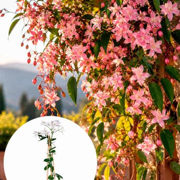 Bosrank ‘Apple Blossom’ (Armand) container (15) Clemat, Verzenden, Overige soorten, Struik