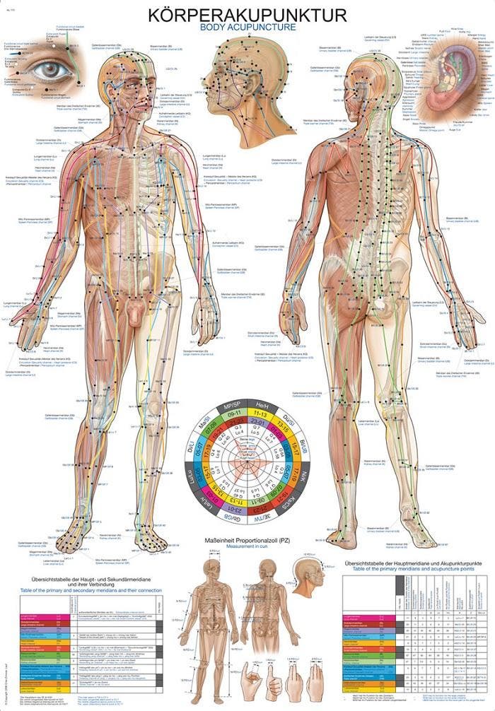 Anatomie poster meridianen (Duits/Engels, papier, 50x70...., Sport en Fitness, Massageproducten