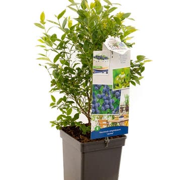 Blauwe bes Jorma container (P18) Beige, Tuin en Terras, Verzenden