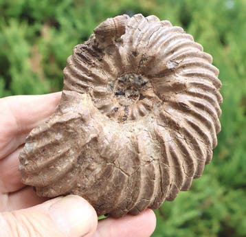 Ammoniet van Troyes Frankrijk - Gefossiliseerde schelp -, Verzamelen
