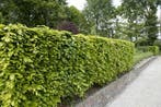 Beukenhaag - Fagus sylvatica - Bladhoudend-Groene beuk -beuk, Ophalen of Verzenden, Beukenhaag, Haag