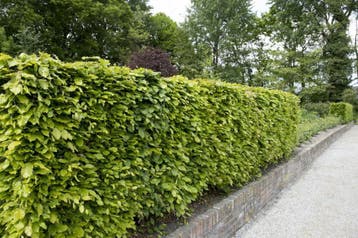 Beukenhaag - Fagus sylvatica - Bladhoudend-Groene beuk -beuk, Ophalen of Verzenden, Beukenhaag, Haag