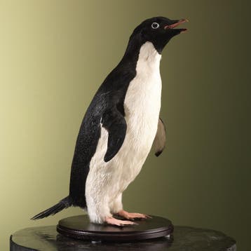 Adeliepinguïn Taxidermie Opgezette Dieren By Max, Ophalen of Verzenden, Nieuw, Vogel, Opgezet dier