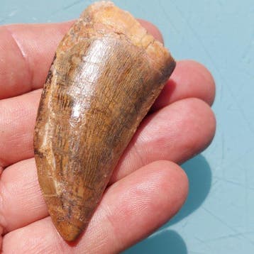 Dinosaurus - Fossiele tand - Carcharodontosaurus sp. - 73 mm
