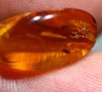 Ct. 3,50 Amber met insect erin Cabochon - Hoogte: 27 mm -, Verzamelen
