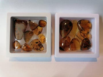 Burmite Amber met insecten/insluitsels - Barnsteen (Zonder
