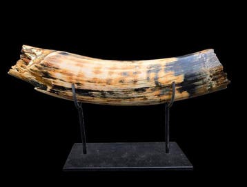 Wolharige mammoet - Gefossiliseerde slagtand - 49 cm - 11 cm