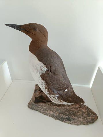 Gewone alk Taxidermie volledige montage - Uria aalge - 33 cm, Nieuw