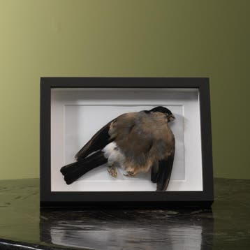 Goudvink in Lijst Taxidermie Opgezette Dieren By Max, Ophalen of Verzenden, Nieuw, Vogel, Opgezet dier