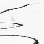 Rosario Civello - Signs #16 - The Tree and the Stream - XL