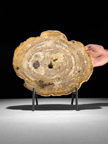 Prachtige plak versteend hout op een op maat gemaakte