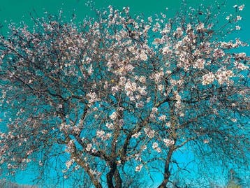 Viet Ha Tran - Almond trees - Large Edition