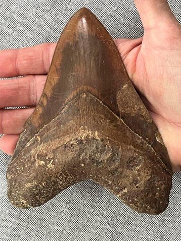 Grote Megalodon-tand, 14,0 cm - Fossiele tand - Carcharocles