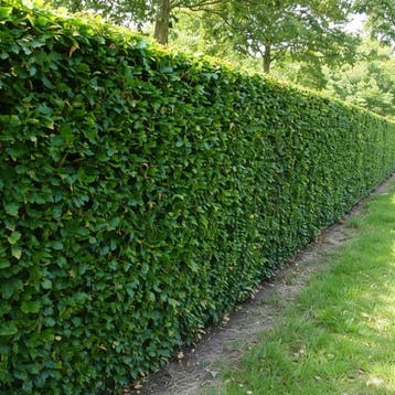 Fagus Sylvatica- Beuken kant-en-klaar haag - TOPKWALITEIT, Beukenhaag, Haag, 100 tot 250 cm