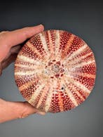 Exemplaar van een extra grote zee-egel (Ø ~ 13,5 cm), Verzamelen, Nieuw