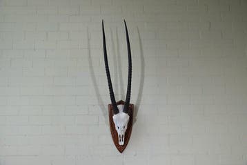 Gemsbok schedel Schedel van een zoogdier - Oryx gazella - 35, Nieuw