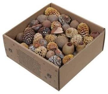 Leucodendron assortiment Naturelkleuren 640 gram, Ophalen of Verzenden, Nieuw