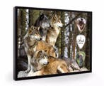 Display + plectrums met afbeelding van een Wolf, Ophalen of Verzenden, Nieuw
