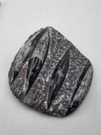 Orthoceras - Gefossiliseerd dier - 11 cm (Zonder