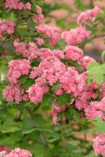 Crataegus x media Pauls Scarlet meerstammig 150-175